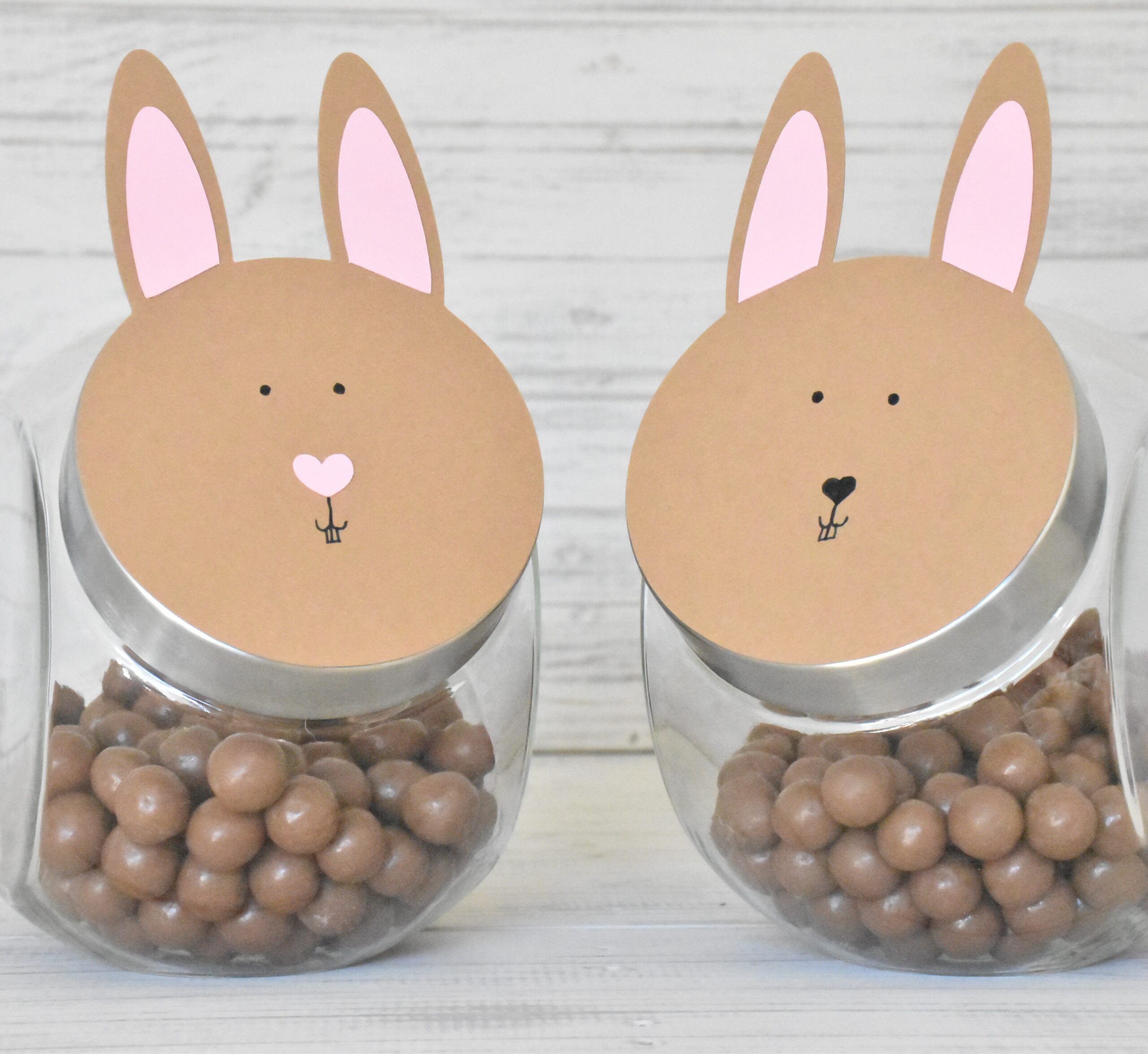 Maltesershase – Bild 3
